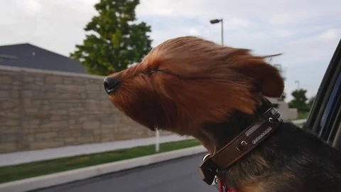 Yorkshire Terrier with head out window (slow motion) Stock Footage