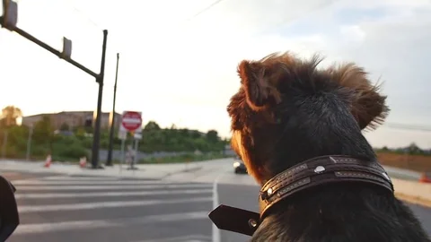 Yorkshire Terrier with head out window (slow motion) Stock Footage 78464272