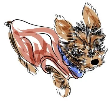 Yorkshire terrier Stock Illustration
