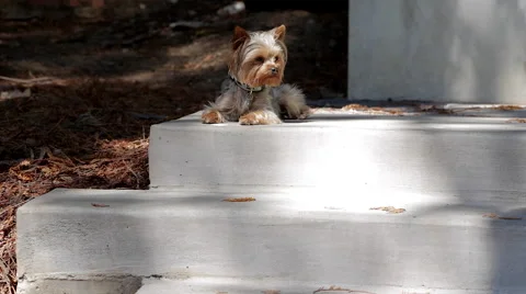 Yorkshire terrier laying down on cement steps Stock Footage 67336314