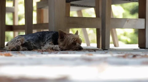 A yorkshire terrier laying down Stock Footage 67336051