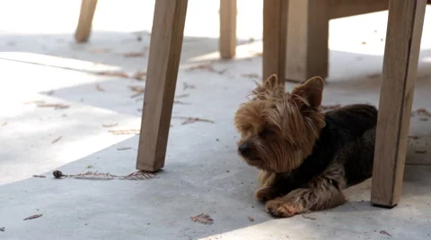 Yorkshire terrier laying down Stock Footage 67336126