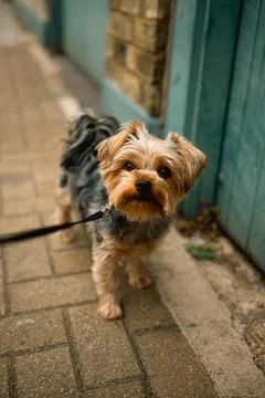 Yorkshire Terrier Looking at Camera During Walk in Chiswick Stock Photos