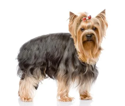 Yorkshire Terrier  looking at camera. isolated on white background Stock Photos