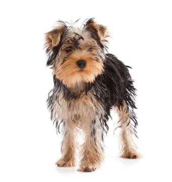 Yorkshire terrier looking at camera Stock Photos