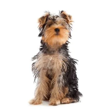 Yorkshire terrier looking at camera Stock Photos
