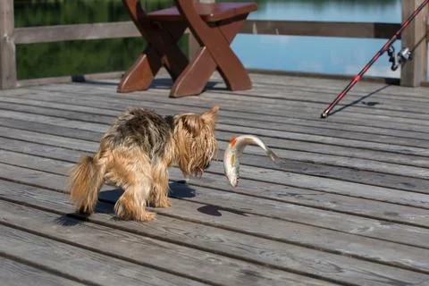 Yorkshire Terrier Looking at a Caught Fish on a Pier Stock Photos