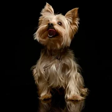Yorkshire Terrier looking up in the dark background Stock Photos