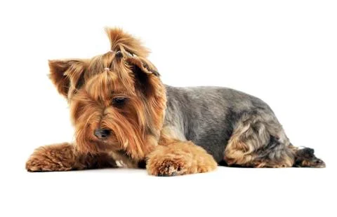 Yorkshire terrier looking down in a white photo studio Stock Photos