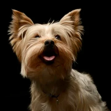 Yorkshire Terrier looking up in a studio Stock Photos