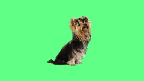 Yorkshire terrier lying on the green screen Stock Footage 80273492