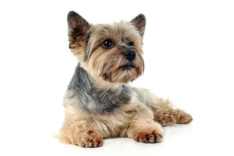 Yorkshire Terrier lying in white studio background Stock Photos