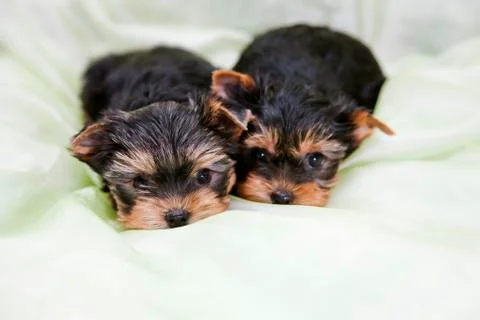 Yorkshire Terrier is one of the most popular indoor and decorative dog breeds Stock Photos