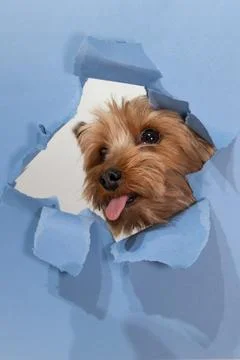 Yorkshire Terrier Peeking Through Torn Paper in a Playful Manner Stock Photos