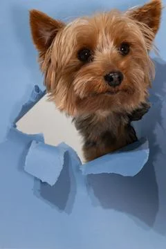 Yorkshire Terrier Peeking Through Torn Paper Background in a Light Blue Setting Stock Photos