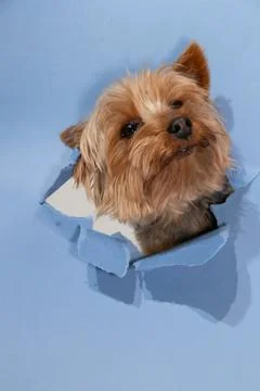 Yorkshire Terrier Peeks Through Blue Paper in a Playful Moment Stock Photos