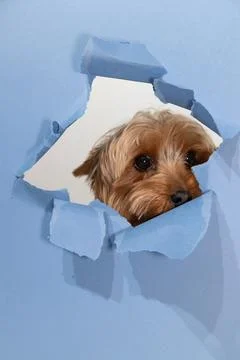 Yorkshire Terrier Peeks Through Torn Blue Paper Background in Playful Display Stock Photos