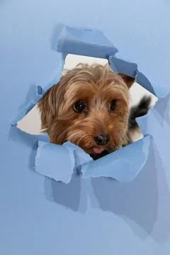 Yorkshire Terrier Peeks Through a Torn Paper Background Into a Playful Setup Stock Photos