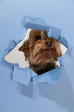 Yorkshire Terrier Peeks Through Torn Blue Paper in a Playful Indoor Setting Stock Photos