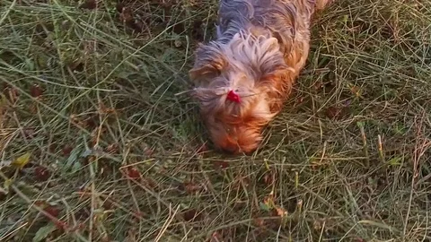 Yorkshire Terrier pet the dog runs along the grass steadicam shot slow motion Stock Footage