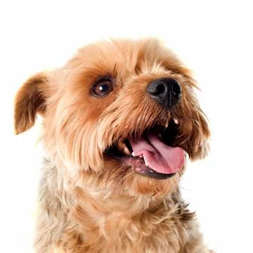 Yorkshire terrier Stock Photos