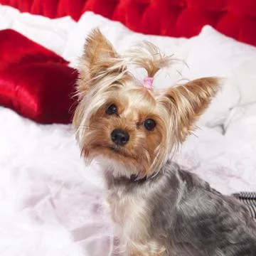 Yorkshire terrier Stock Photos