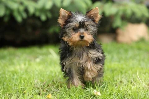 Yorkshire terrier Stock Photos