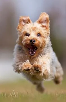 Yorkshire terrier Stock Photos