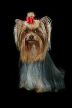 Yorkshire terrier Stock Photos