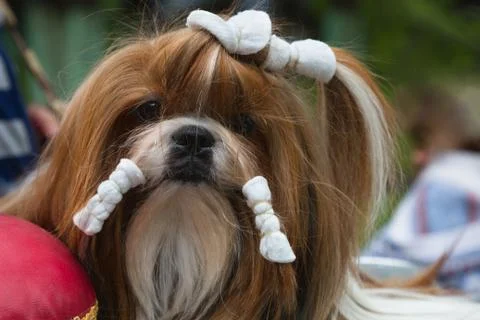 Yorkshire terrier 스톡 사진