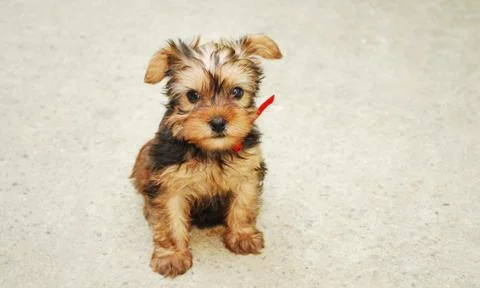 Yorkshire terrier Stock Photos