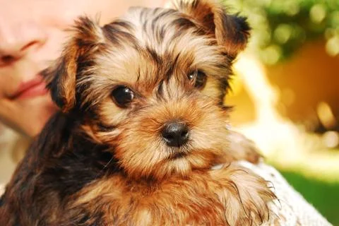 Yorkshire terrier Stock Photos