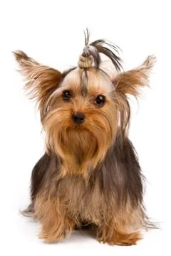Yorkshire terrier Stock Photos