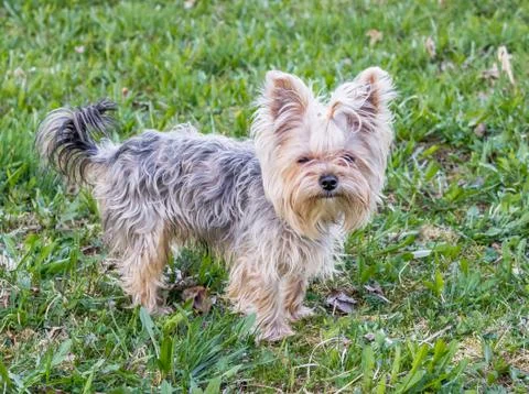 Yorkshire Terrier Stock Photos