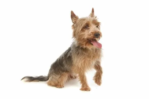 Yorkshire terrier Stock Photos