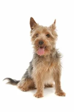 Yorkshire terrier Stock Photos
