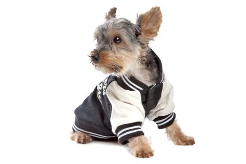 Yorkshire Terrier Stock Photos