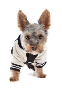 Yorkshire Terrier Stock Photos