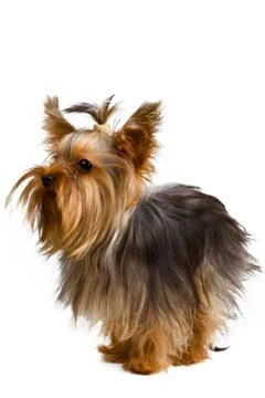 Yorkshire terrier Stock Photos
