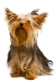 Yorkshire terrier Stock Photos