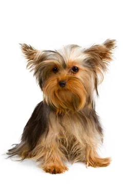 Yorkshire terrier Stock Photos