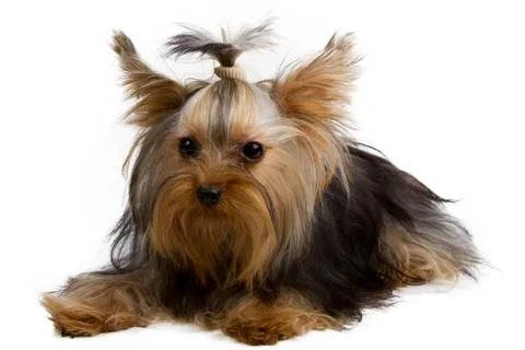 Yorkshire terrier Stock Photos