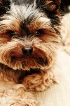 Yorkshire terrier Foto stock