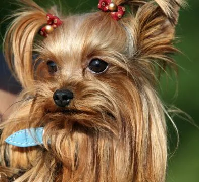 Yorkshire terrier Stock Photos