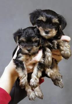 Yorkshire terrier Stock Photos