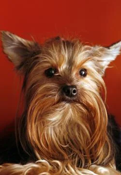 Yorkshire terrier Stock Photos