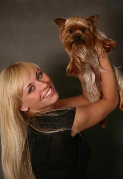 Yorkshire terrier Stock Photos