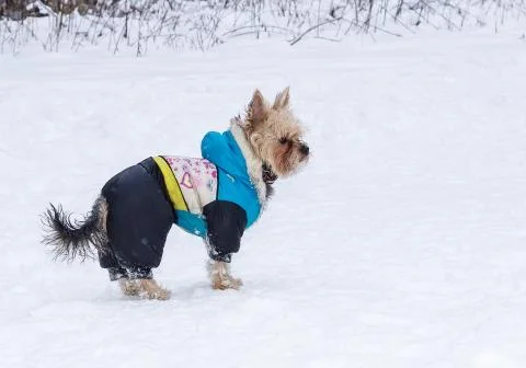 Yorkshire Terrier Stock Photos