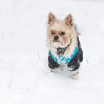 Yorkshire Terrier Stock Photos