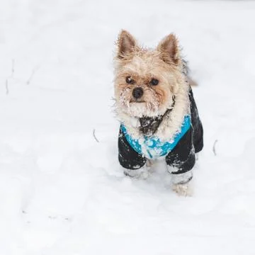 Yorkshire Terrier Stock Photos